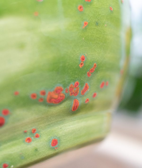 zold-sarga-a05 zold-sarga-a05